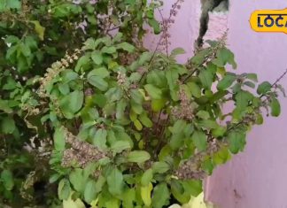 बदलते मौसम में तुलसी के पत्ते हैं रामबाण, सर्दी-खांसी रोके और शरीर की बढ़ाए इम्यूनिटी