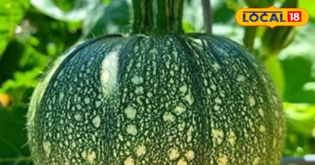 गर्मियों में करें इस सब्जी का सेवन, पाचन रहेगा मजबूत तो दिनभर रहेंगे हाइड्रेट