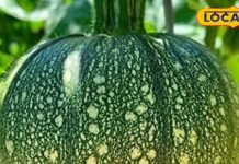 गर्मियों में करें इस सब्जी का सेवन, पाचन रहेगा मजबूत तो दिनभर रहेंगे हाइड्रेट