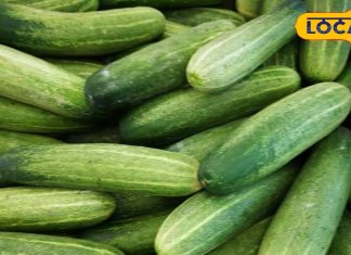 गर्मियों में डिहाइड्रेशन का सता रहा है डर, डाइट में शामिल कर लें ये सब्जी, त्वचा भी सर्नबर्न से रहेंगे सुरक्षित