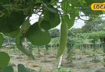 गर्मी में अपनी डाइट में शामिल करें ये खास सब्जी, सेहत को मिलेंगे गजब के फायदे