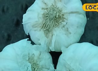Is it right to consume garlic in summer? What is its effect on the body, health experts revealed the secret.