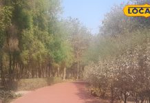 लखनऊ: जनेश्वर मिश्र पार्क में सुबह जॉगिंग के फायदे