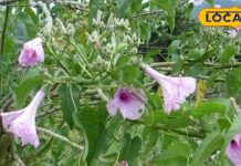 इस ‘बेशरम’ पौधे में हैं कमाल के गुण, चर्म रोग से लेकर घाव, सूजन और दर्द को चुटकियों में करता है गायब