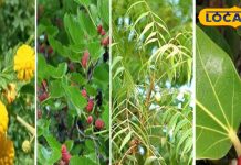 औषधीय गुणों का खान है ये पांच पेड़, कई बीमारियों का है रामबाण दवा