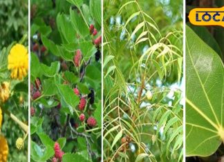 औषधीय गुणों का खान है ये पांच पेड़, कई बीमारियों का है रामबाण दवा