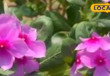 बड़े काम का है बगीचे में आसानी से उगने वाला यह पौधा, डायबिटीज और बीपी को रखता है कंट्रोल, ऐसे करें सेवन