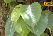 गर्मियों में इन पत्तियों का करें सेवन, हृदय रहेगा स्वस्थ और जोंडिस का हो जाएगा अंत, शरीर में ठंडक का होगा अहसास