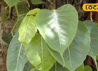 गर्मियों में इन पत्तियों का करें सेवन, हृदय रहेगा स्वस्थ और जोंडिस का हो जाएगा अंत, शरीर में ठंडक का होगा अहसास