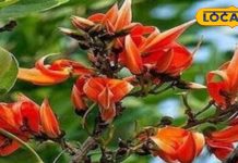 दवाइयों का भी बाप है यह पेड़! बडी से बड़ी बीमारी को कर देता है छूमंतर, फायदे जान हो जाएंगे हैरान