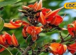 दवाइयों का भी बाप है यह पेड़! बडी से बड़ी बीमारी को कर देता है छूमंतर, फायदे जान हो जाएंगे हैरान