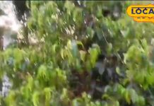 दवाईयों का बाप है ये पौधा! चुटकी में सिर दर्द की बीमारियों को कर देता है गायब, फायदे जानकर रह जाएंगे हैरान – Bharat.one हिंदी