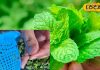 Kitchen Tips: पुदीने की पत्तियां तोड़ना हुआ अब चुटकियों का खेल, अपना लें ये…