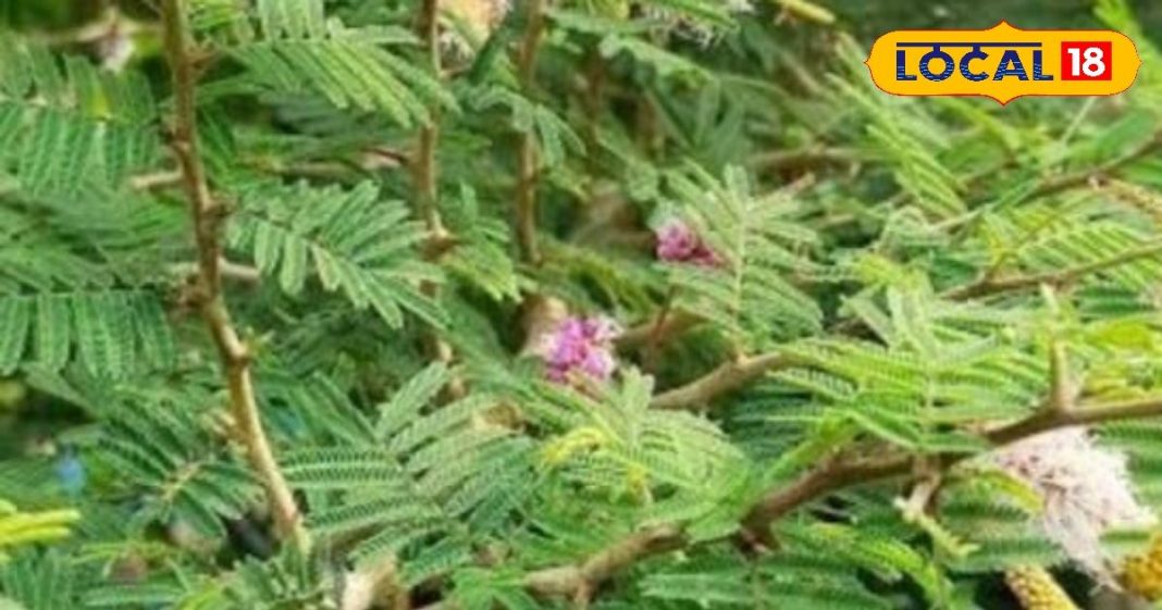 खांसी, पेचिश, पेशाब, शुगर, स्किन जैसी खतरनाक बीमारियों के लिए रामबाण है ये पौधा, हैरान कर देंगे इसके फायदे