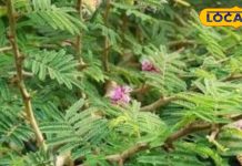 खांसी, पेचिश, पेशाब, शुगर, स्किन जैसी खतरनाक बीमारियों के लिए रामबाण है ये पौधा, हैरान कर देंगे इसके फायदे