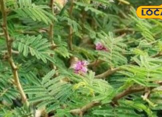 खांसी, पेचिश, पेशाब, शुगर, स्किन जैसी खतरनाक बीमारियों के लिए रामबाण है ये पौधा, हैरान कर देंगे इसके फायदे