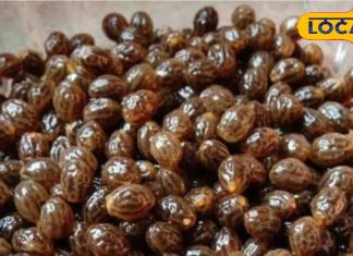 इस फल के बीजों में सेहत का राज, इम्यूनिटी होगी मजबूत घोड़े जैसी मिलेगी ताकत – Bharat.one हिंदी