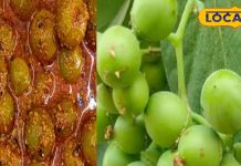 बड़े काम है इस पेड़ का छाल और पत्ते, पेट सहित लीवर से जुड़ी बीमारी में है फायदेमंद, अचार बनाकर भी खाते हैं लोग