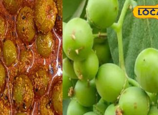 बड़े काम है इस पेड़ का छाल और पत्ते, पेट सहित लीवर से जुड़ी बीमारी में है फायदेमंद, अचार बनाकर भी खाते हैं लोग