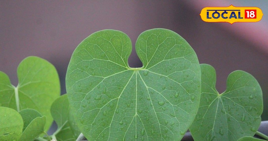 जड़ी-बूटी एक, फायदे अनेक….हर बीमारी का रामबाण इलाज, काली मिर्च के साथ खाने से मिलते हैं जबरदस्त फायदे