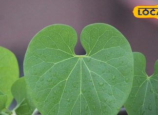 जड़ी-बूटी एक, फायदे अनेक….हर बीमारी का रामबाण इलाज, काली मिर्च के साथ खाने से मिलते हैं जबरदस्त फायदे