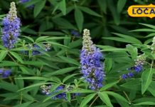 Helath Tips: बेहद गुणकारी हैं इस पौधे के पत्ते, बस इस तरह कर लें सेवन, चुटकियों में गायब होगा सिर दर्द!