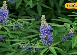 Helath Tips: बेहद गुणकारी हैं इस पौधे के पत्ते, बस इस तरह कर लें सेवन, चुटकियों में गायब होगा सिर दर्द!