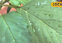 गर्मी का सुपर फूड है यह पत्तेदार सब्जी, साल में केवल तीन महीने ही मिलती है, इतनी बीमारियों में है फायदेमंद