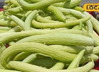 गर्मियों में लू, डिहाइड्रेशन और हीट स्ट्रोक से बचाएगा ये करामाती फल! इसके गजब के फायदे जान रह जाओगे दंग