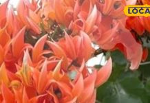 जंगल में दिखने लगा रंगों का राजा…ग्लोइंग स्किन से लेकर हेल्थ के लिए रामबाण