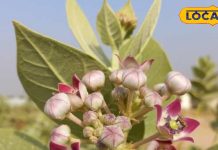 भोलेनाथ के इस पसंदीदा फूल के पत्तों में छुपा है सेहत का खजाना, बवासीर….