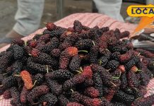 हजारीबाग में गर्मियों में जंगली शहतूत की बहार, जानें इसके फायदे.