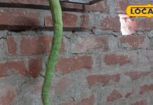 सांप के जैसा दिखने वाला यह फल आपके शरीर से बीमारी को दूर रख शरीर को बनाता है फ