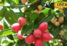 साल में तीन महीने ही मिलती है यह खट्टा फल, खाने से ढलती उम्र में भी दिखेंगे जवां, इन बीमारियों की है अचूक दवा