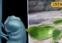 ये हरा पत्ता है दवाई की दुकान! पथरी और डायबिटीज का रामबाण इलाज!