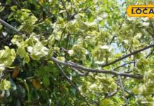 ये पेड़ नहीं संजीवनी है, इससे बने चूरन का रोज 2 ग्राम करें सेवन, पास नहीं फटकेंगी ये बीमारियां!