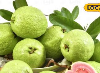 समस्तीपुर में ताइवानी पिंक अमरूद का पौधा, ₹50 से शुरू, एक साल में फल.