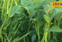 स्वास्थ्य के लिए वरदान है बींस…एनीमिया, डायबिटीज और इंफेक्शन में रामबाण