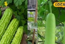 लौकी के साथ करेला का सेवन क्यों है नुकसानदेह? एक्सपर्ट से जानें कारण