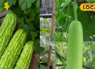 लौकी के साथ करेला का सेवन क्यों है नुकसानदेह? एक्सपर्ट से जानें कारण