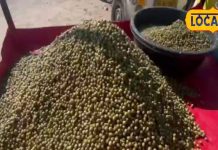 Ker benefits: झुंझुनू में केर सांगरी की सब्जी के फायदे और लोकप्रियता.