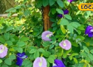 अस्पतालों के चक्कर से पाएं छुट्टी…पीलिया, माइग्रेन और अपच में रामबाण है ये फूल