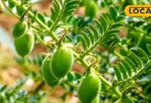 रिवाइटल है ये हरा अन्न…खाते ही बढ़ जाएगी इम्यूनिटी, इसका रखता है ख्याल