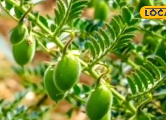 रिवाइटल है ये हरा अन्न…खाते ही बढ़ जाएगी इम्यूनिटी, इसका रखता है ख्याल