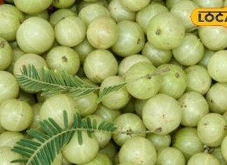 100 साल पुरानी यूपी की मुरब्बा गली, यहां चारों तरफ डिब्बे में पैक है सेहत का खजाना, खरीदारों की लगी रहती है लंबी लाइन