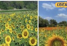 हैदराबाद: कोंडापोचम्मा सागर झरना के पास सूरजमुखी के खेत का दौरा करें.