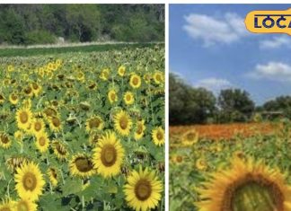 हैदराबाद: कोंडापोचम्मा सागर झरना के पास सूरजमुखी के खेत का दौरा करें.