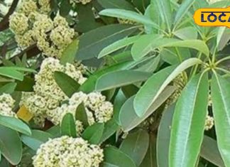 डॉक्टर अमित वर्मा का सुझाव. – Bharat.one हिंदी