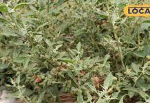 टॉनिक की तरह काम करता है यह आयुर्वेदिक पौधा, शरीर में कूट-कूट कर भर देगा एनर्जी! तनाव को करता है छूमंतर