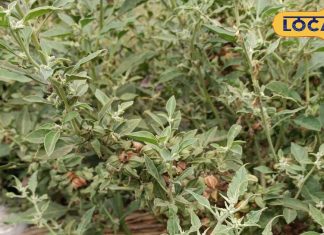 टॉनिक की तरह काम करता है यह आयुर्वेदिक पौधा, शरीर में कूट-कूट कर भर देगा एनर्जी! तनाव को करता है छूमंतर